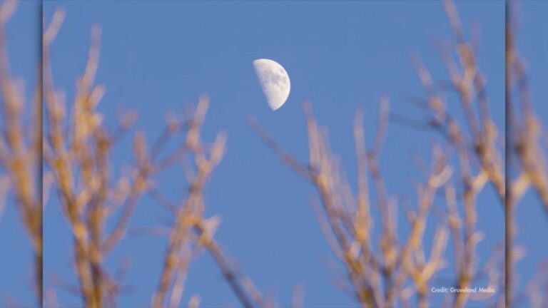 A first quarter moon is seen in the sky about one week after the new moon